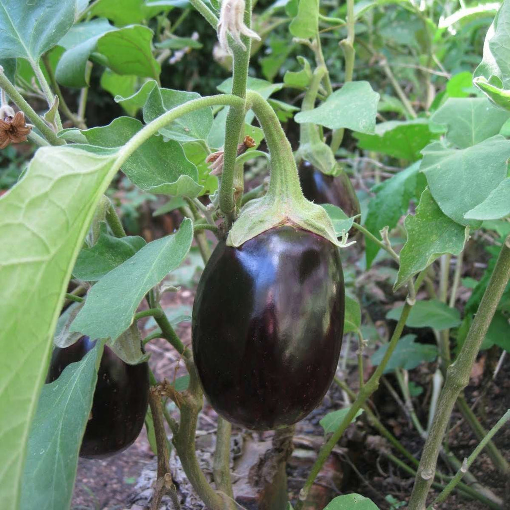 plant brinjal seeds Buy Seeds Online