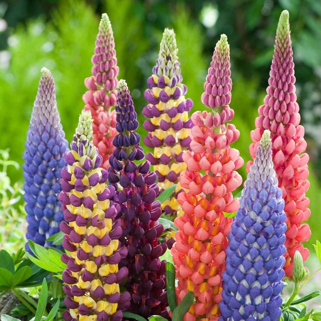 Lupin Dwarf Mix Flower Seeds