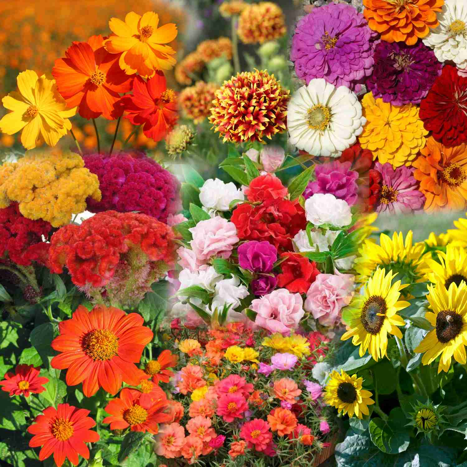 Buy Summer Flowers Seeds Combo Online | Garden Supply – Vedonic