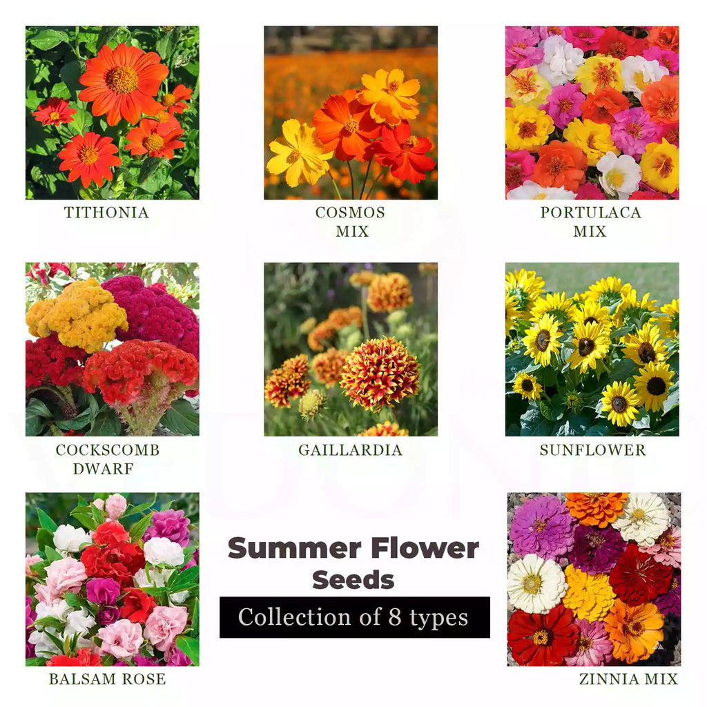 Buy Summer Flowers Seeds Combo Online | Garden Supply – Vedonic