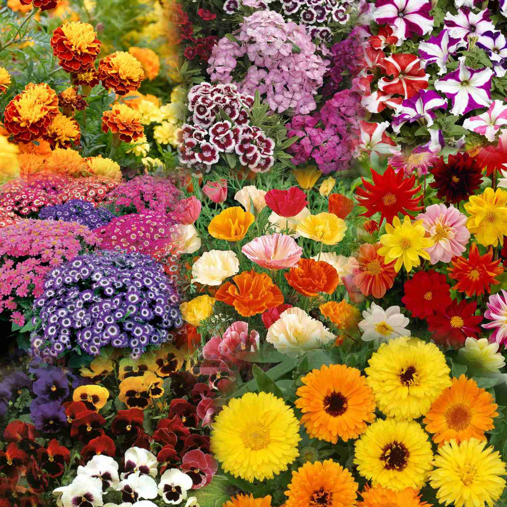 winter season flower seeds Buy Winter Flowers Seeds Combo Online