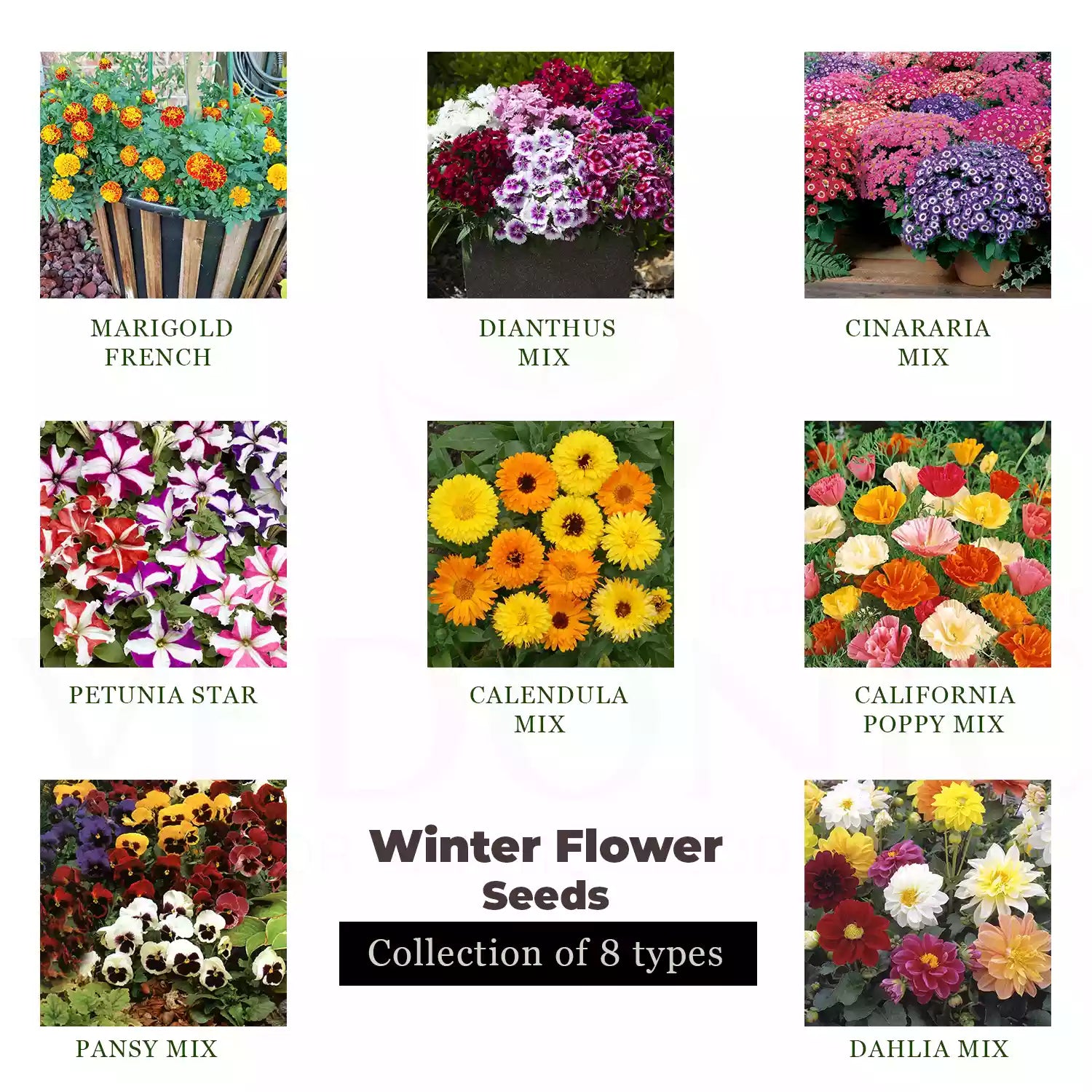 Buy Winter Flowers Seeds Combo Online | Garden Supply – Vedonic, image size:1500x1500